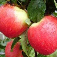 Саженец Яблоня Эрли Женева